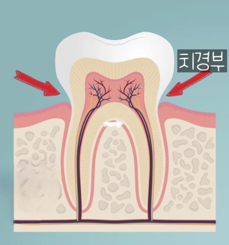 치아 머리와 뿌리 사이 치경부를 표시한 원문 해부학 그림